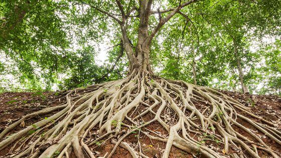 Roots of a banyan tree (Getty Images)
