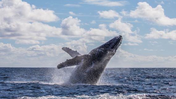 How Luna Foundation Guard Became the 'Most Followed' Bitcoin Whale