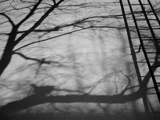 trees, shadow