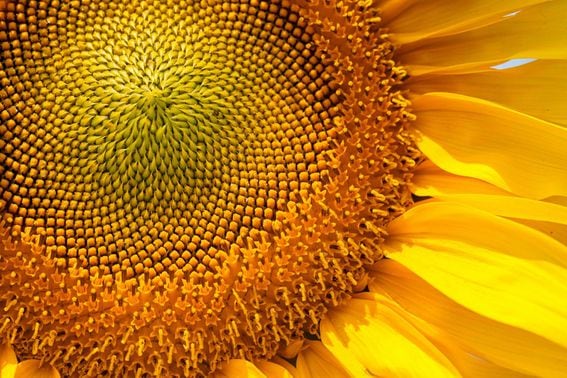 Sunflower (Shutterstock)