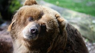 WUPPERTAL, GERMANY - APRIL 08:  A Kodiak bear enjoys lying in the sun at the Wuppertal Zoo on April 8, 2009 in Wuppertal, Germany.  (Photo by Christof Koepsel/Getty Images)