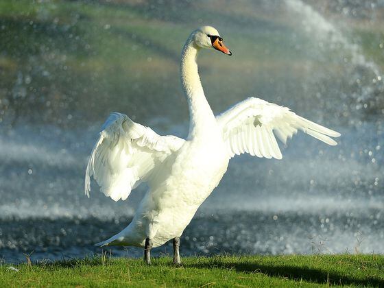 CDCROP: Swan (Warren Little/Getty Images)