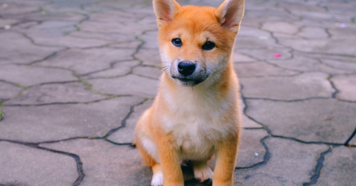 Shiba Inu launches Doggy DAO in beta to let users decide on crypto projects and pairs on the ShibaSwap platform, and how $BONE rewards are distributed (Aoyon Ashraf/CoinDesk)