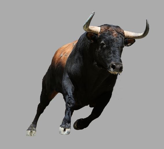 bull, toro