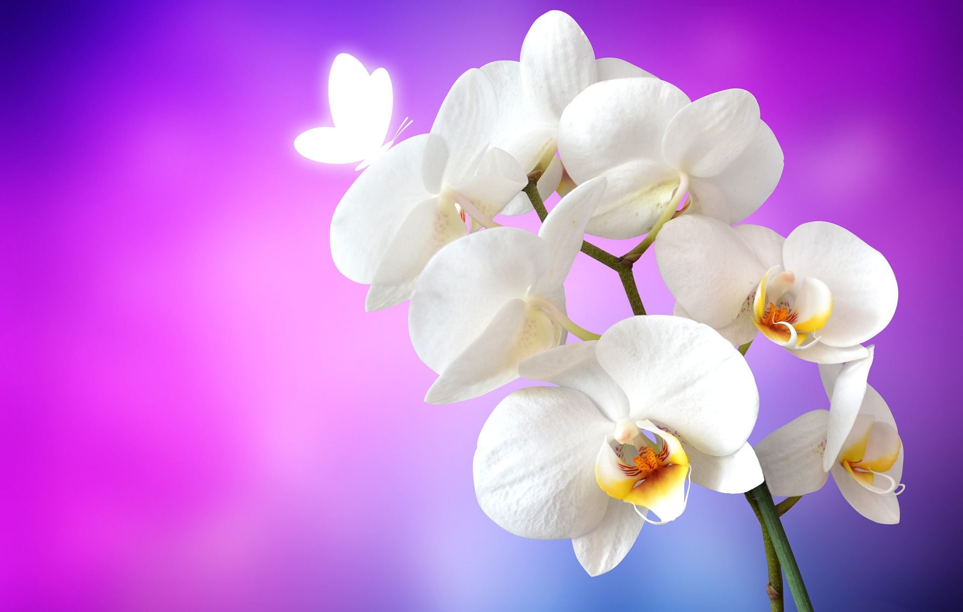 The CoinDesk 20 has made its first change since launching in July: Orchid (OXT) has replaced the Basic Attention Token (BAT). (Yuri B/Pixabay).