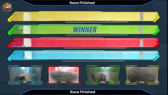 Racer "Teddy" won a race in Asian morning hours - raking in thousands of dollars for those who bet on its victory. (Hamsters.gg)