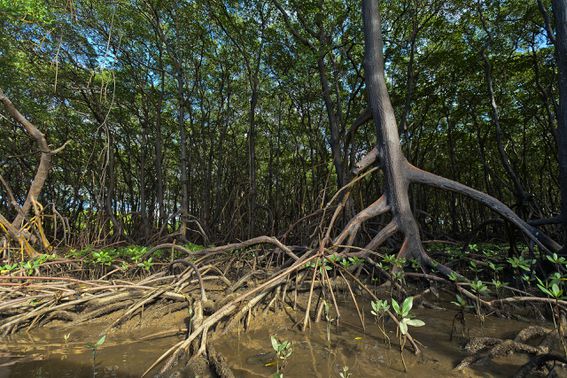 Mangroves (Jonathan Wilkins/Wikimedia Commons)