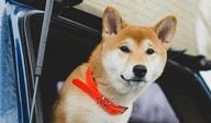 Is DOGE Repeating Its Performance from Late 2020?