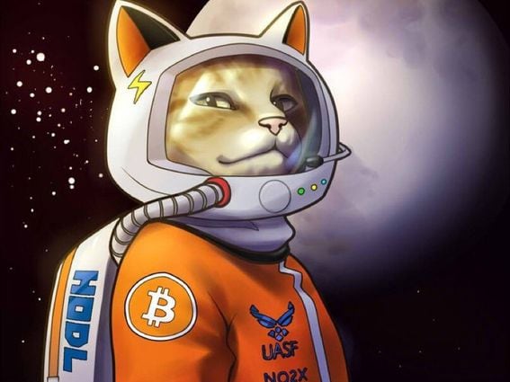 Altered space cat photo courtesy of Hodlonaut