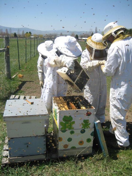 Bees Brothers working