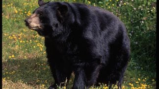 Black Bear (Photo by Galen Rowell/Corbis via Getty Images)