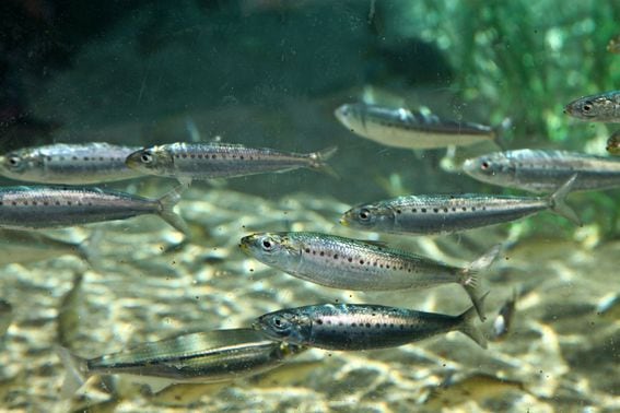 Silver Freshwater Minnows (*adrisbow* (Adriana Lopetrone)/Getty Images)