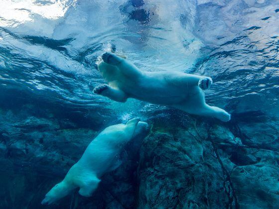 CDCROP: Polar Bears Underwater (Eva Blue/Unsplash)