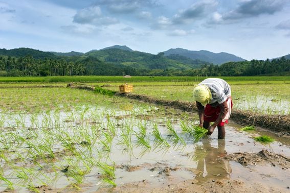 Philippines rice worker