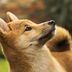 CDCROP: "Shibe," the dog made famous in the Doge meme that was popular in 2013. (Shutterstock)