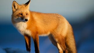 CDCROP: Fox (Unsplash)