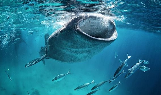 Whale shark feeding (Shutterstock)