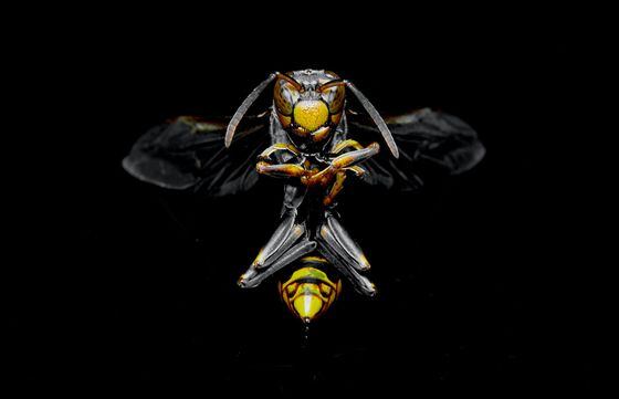 A (Ethereum Geth) bug on a black background
