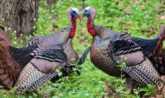 Turkeys squabbling