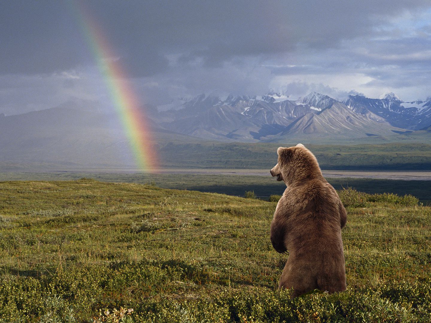 CDCROP: Grizzly bear stands looking at rainbow, Ursus arctos