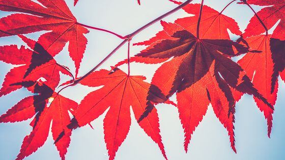 Maple Leaves on a tree (Unsplash)