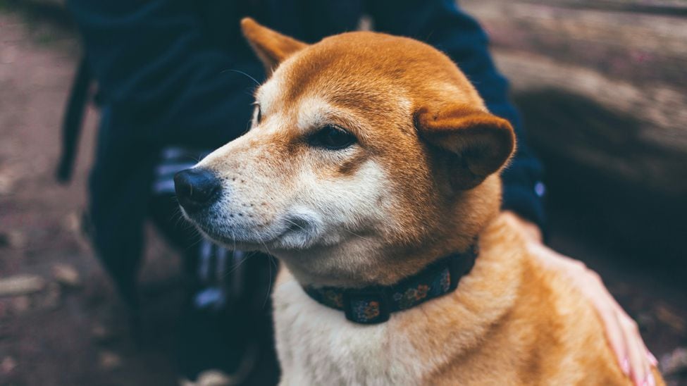Цена dogecoin, созданная по образцу собаки сиба-ину, похоже, равна золотому кресту. (Кристал Юэнь/Unsplash)