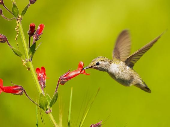 CDCROP: Close-up of hummingbird flying by flower (Getty Images)