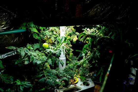 Thomas Smith recycled heat from his crypto miners to grow tomatoes.