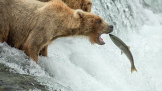 Brown Bear catching salmon at Brooks Falls in Katmai National Park, Alaska.