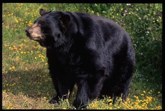 Black Bear (Photo by Galen Rowell/Corbis via Getty Images)