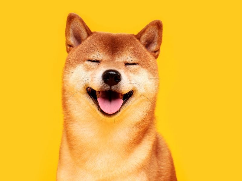 BitGo Joins Dogecoin Frenzy as Crypto Custody Firm Rolls Out a Wrapped Version