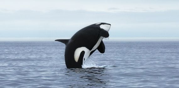 orca, whale