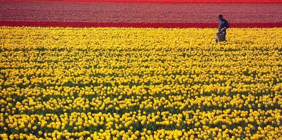 Tulip field image via Shutterstock