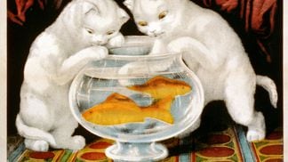 Color lithographic illustration (by Currier & Ives) titled 'Little White Kitties, Fishing' shows two kittens as they peer into a fishbowl, one dipping its paw in the water where two, orange-colored fish swim, 1871. (Photo by Library of Congress/Interim Archives/Getty Images)