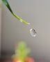A water drop from leaf. (Sergio Silva/Unsplash)