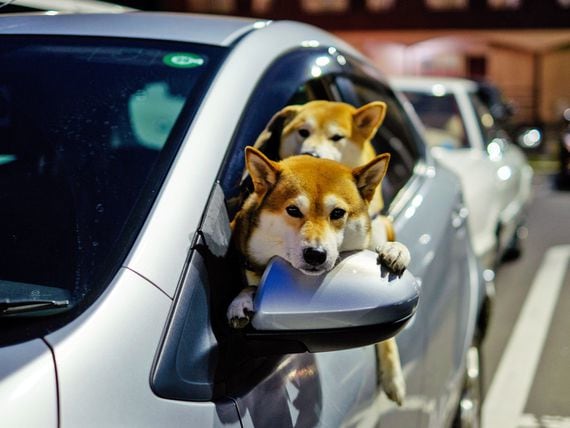 Portrait Of Shiba Inu Dogs Traveling In Car (Getty Images)