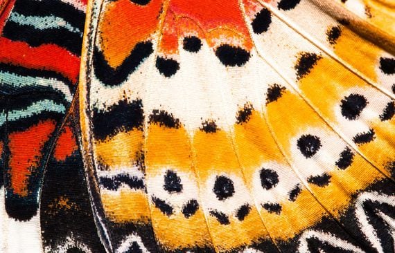 butterfly, wing