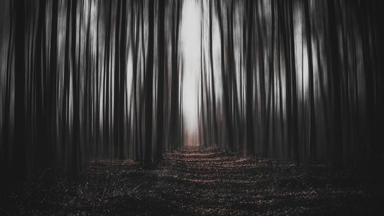 Forest, dark