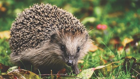 Close-up photo of a hedgehog in a field or garden.