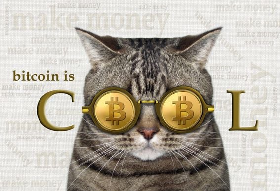 bitcoin, cat
