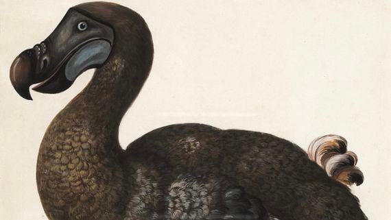 The dodo was a flightless bird that became extinct in the late 1600s.