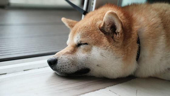 Dogecoin Futures Reaches Almost $90M in Liquidations Over Weekend in Unusual Move