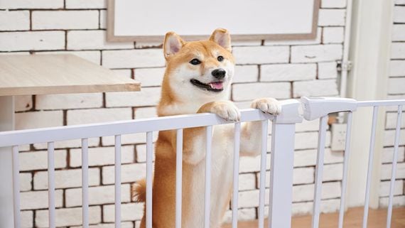 SHIB Flippened DOGE With $160M in 'Smart Money' Backing Latest Pump