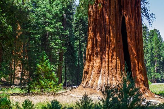 Sequoia tree at Sequoia National Park, California, USA (Getty Images)
