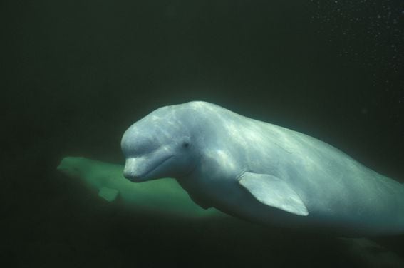 Beluga whales swim in the Churchill River, Manitoba, Canada. (Getty Images)