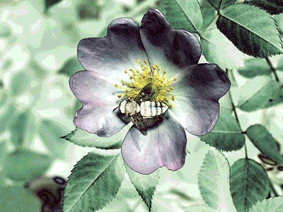 CDCROP: Bee on flower (Unsplash, modified by CoinDesk)