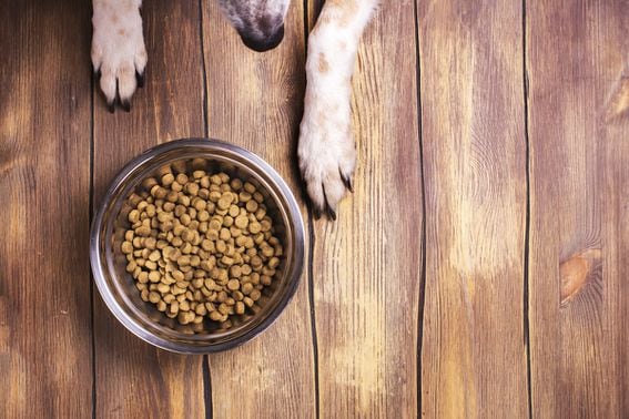 dog_food_bowl_paws_shutterstock