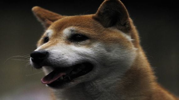 Dogecoin Soars 32% in 24 Hours as Coinbase Hops on the Crypto-Meme Train