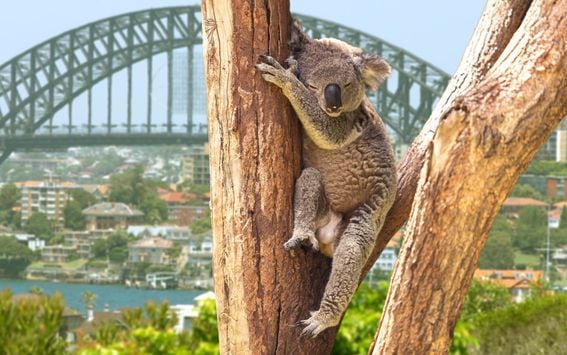 A koala in Sydney.