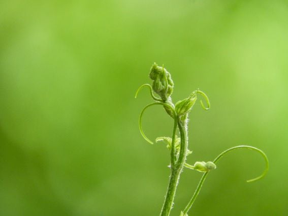 green seedling against green background (Francesco Gallarotti/Unsplash)